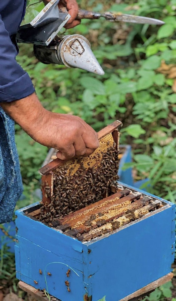 Opening the Hive & Lifting the Frame