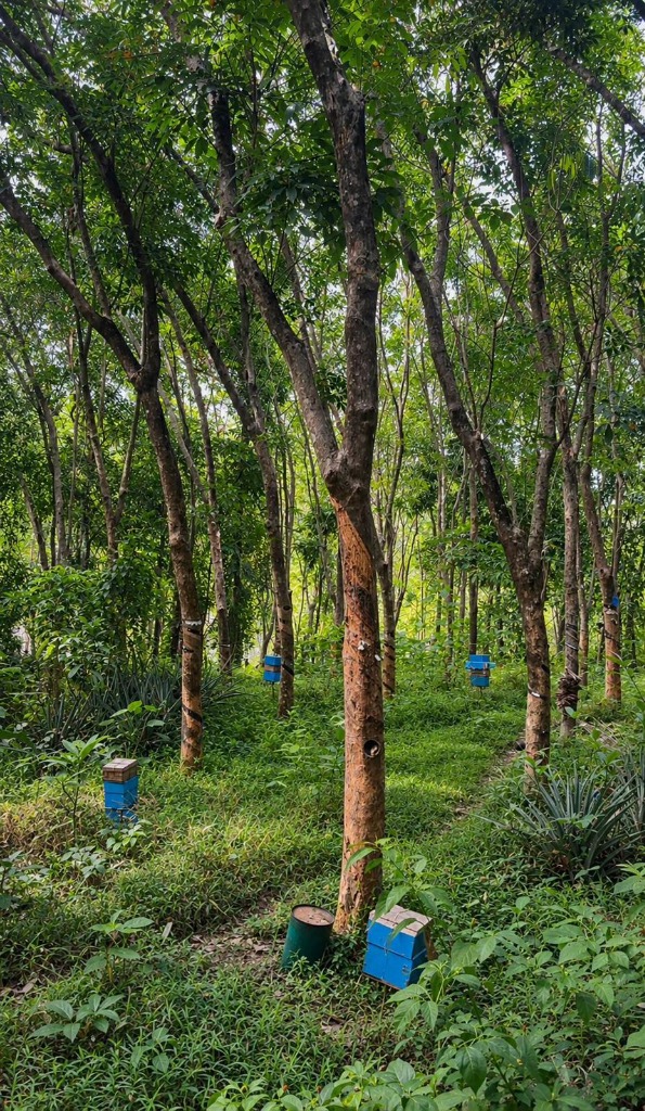 The Apiary Setup