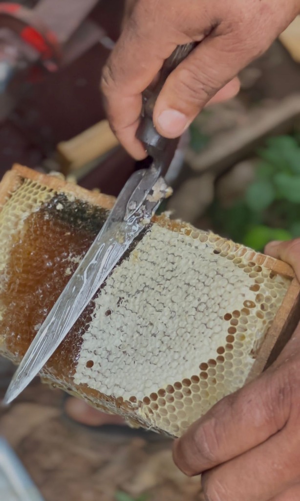 Uncapping & Harvesting